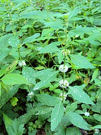 mezei menta (Mentha arvensis)