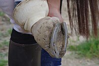 Sabot d'un cheval se déferrant.