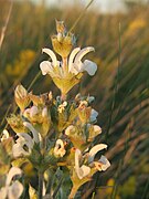 Salvia aethiopis