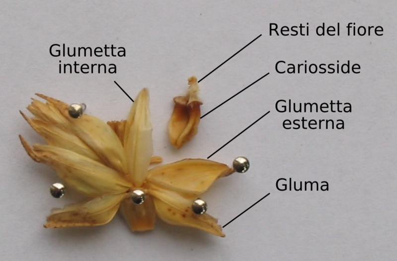 File:Spicula dissecta.png