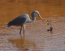 Western reef heron.jpg