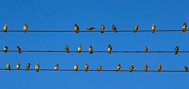 Sturnus cineraceus (White-cheeked Starlings)