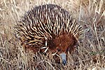 Thumbnail for Short-beaked echidna