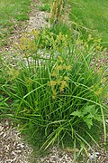 Cyperus esculentus and habitat