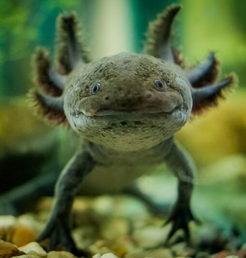 Аксолотль мексиканской амбистомы (Ambystoma mexicanum).jpg