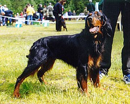 Gordon setter