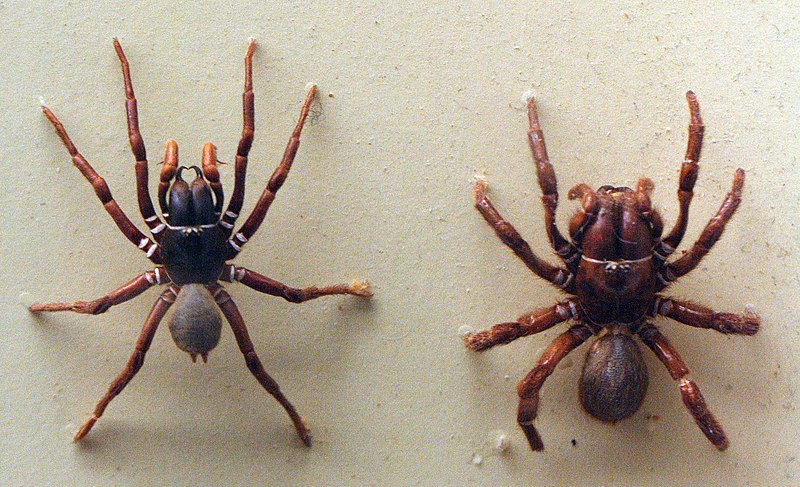 File:AustralianMuseum spider specimen 07.JPG