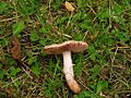 Agaricus langei