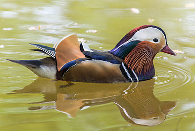 Mandarin duck