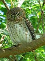 Cuban pygmy owl