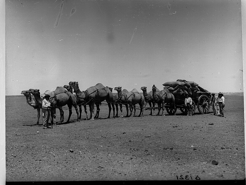 File:Camel Transport(GN08179).jpg