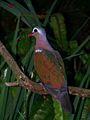 Emerald dove