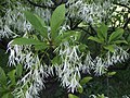 Kvetoucí bělas virginský (Chionanthus virginicus)