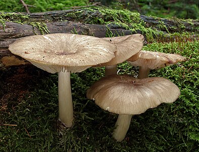 Megacollybia platyphylla