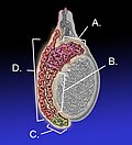 Thumbnail for File:Epididymis-KDS.jpg