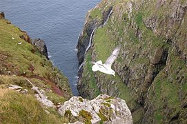 Young Northern Fulmar, Faroe Islands