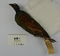 Perdiz Ferruginosa NML-VZ D512g coletado em Sumatra por Stamford Raffles, mantido noWorld Museum.