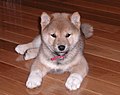 Shiba Inu puppy