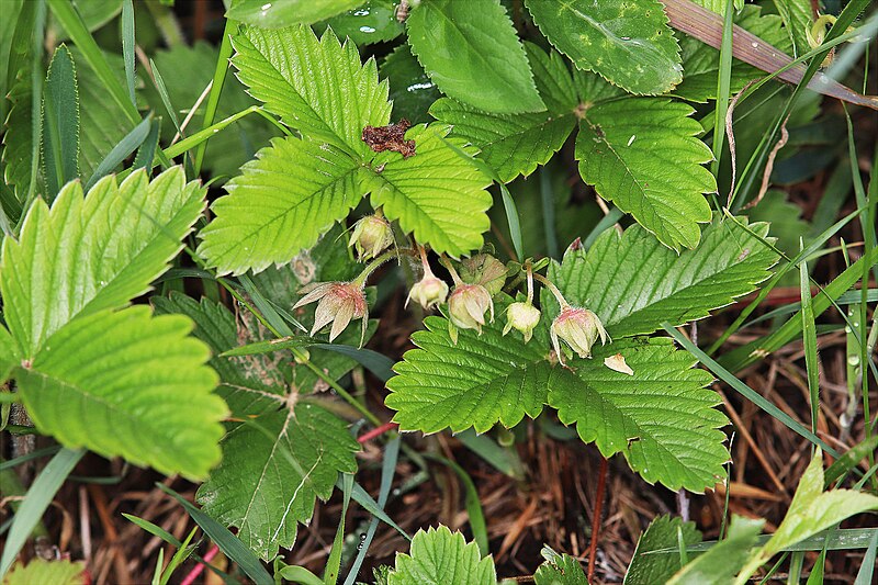 File:Fragaria viridis 07.jpg