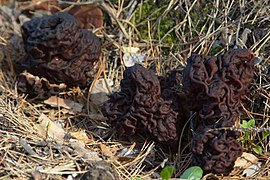 Gyromitra esculenta (8863644818).jpg