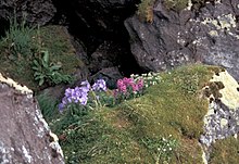 Синюха (Polemonium) та шолудивник в колонії алькових на острові Холл