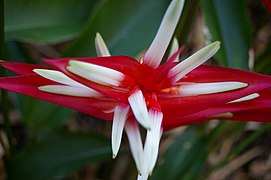 Heliconia angusta, Mt Coot-tha Botanic Gardens, Toowong IMGP0058.jpg