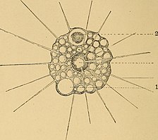 A. sol. 1: kontraktile Vakuole, 2: Nahrungsvakuole