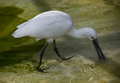 Een lepelaar in het vogelpark