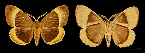 Male, dorsal left