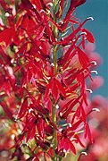 Lobelia cardinalis Type species