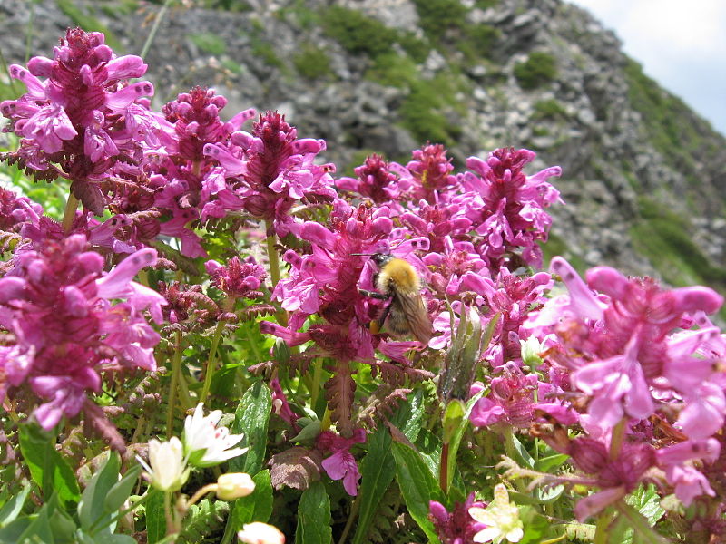 File:Pedicularis verticillata 01.jpg