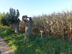 Archeologisch terrein Stenen Gevel, onder het maisveld liggen in een lange reep resten van het verdronken Persingen verscholen.