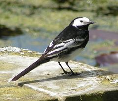 Motacilla alba yarrellii