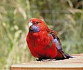 Karmazsin rozella vagy Pennant-papagáj (Platycercus elegans)