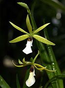 Prosthechea tripunctata