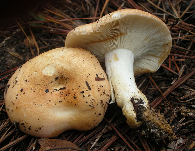 File:Russula compacta 58270.jpg