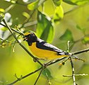 Scrub euphonia (Euphonia affinis), San Luis Potosí, Mex. (2014).