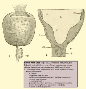 Vorticella nebulifera.