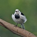 Exemplar de Motacilla alba leucopsis fotografiat a Calcuta (Bengala Occidental, Índia)