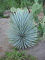 Yucca, taken near Phoenix, Arizona