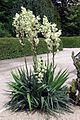 Врста без стабла у цвету − Yucca flaccida, Краљевска ботаничка башта (Royal Botanic Garden) у Мадриду