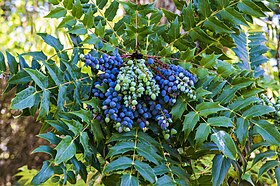 Mahonia bealei