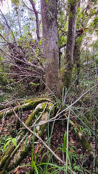 File:2023-02-04 TEC-163806 Terminalia buceras, damaged by hurricane - E.P. Mallory.jpg