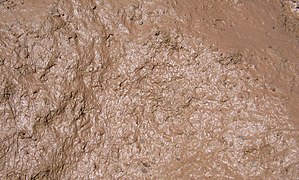 Mud closeup