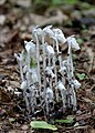 Monotropa uniflora