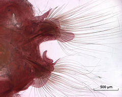 Haarachtige uitsteeksels op de parapoden van de borstelworm Nephtys longosetosa