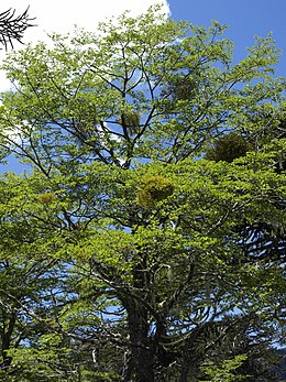 Misodendrum angulatum u krošnji Nothofagus antarctica (Nacionalni park Conguillío, Čile).