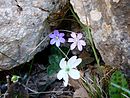 Varietats blava, blanca i híbrida. A Montcalb