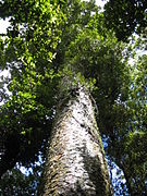 Agathis australis Waipua 2005 a.JPG