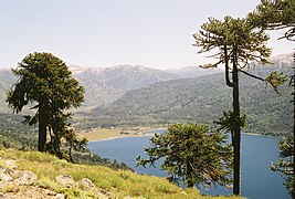 Araucaria araucana Lanin.jpg